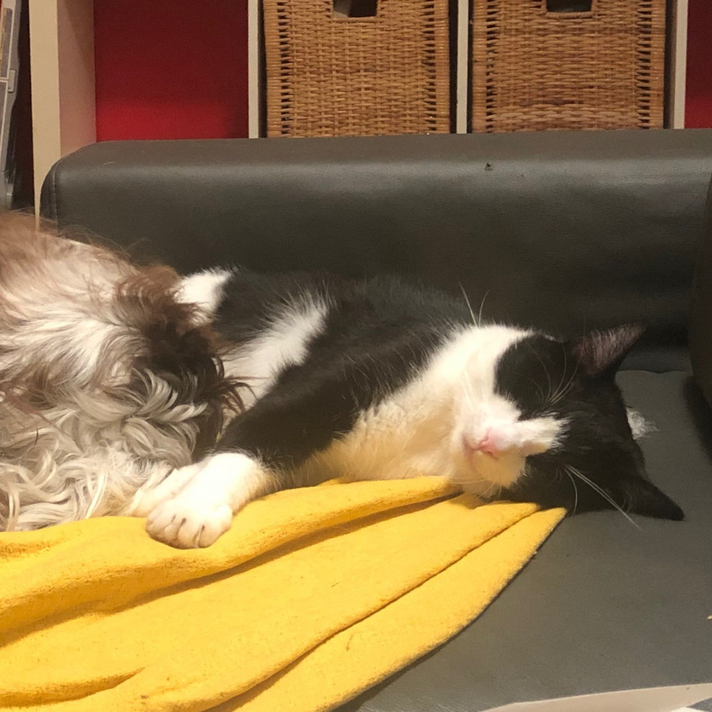L'allergie aux poils de chats