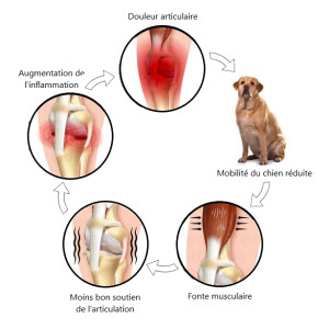L'Arthrose chez nos animaux
