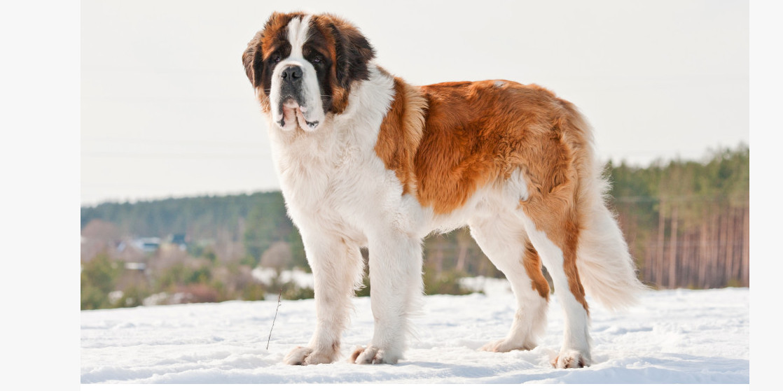 Parcours d'Aby notre patiente Saint Bernard