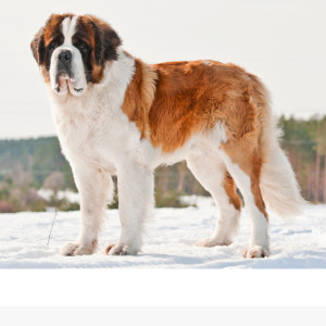 Parcours d'Aby notre patiente Saint Bernard