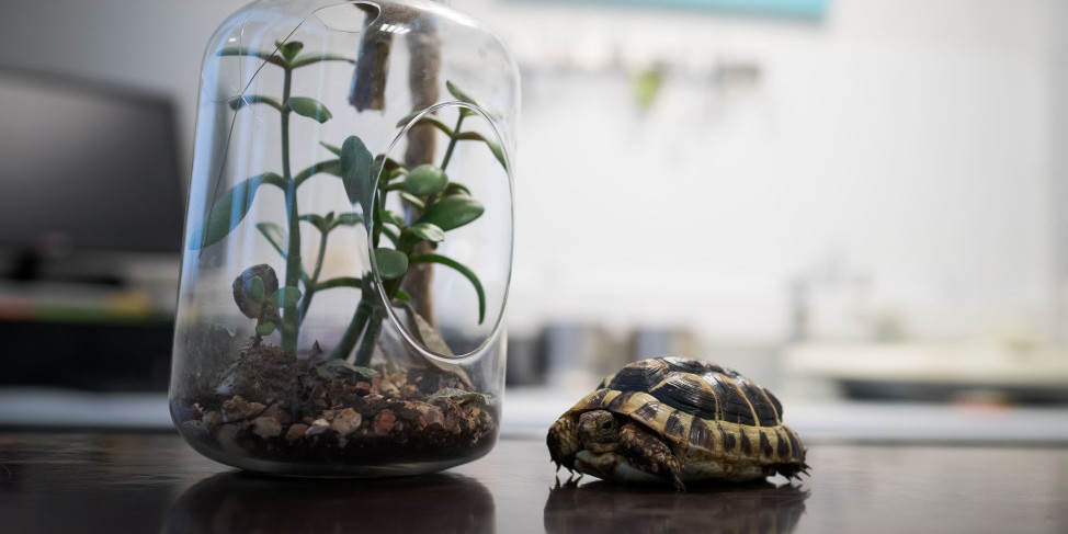 La tortue, cet animal si différent!