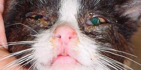 Le Coryza du chat