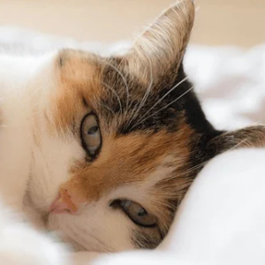 La stérilisation des chats, un acte de protection et de bien-être
