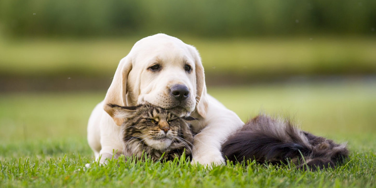 Allergie aux pollens chez le chien : comprendre et soulager