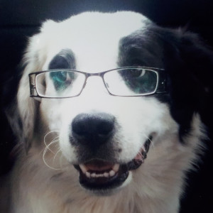 Chien senior : 7 signes qui doivent vous pousser à consulter un vétérinaire
