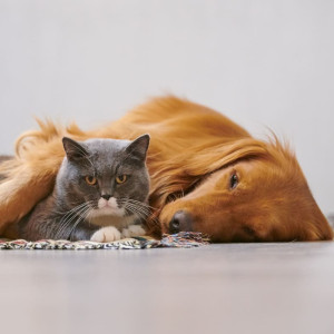 Entre amour des animaux et soins : accompagner la santé de nos compagnons avec justesse