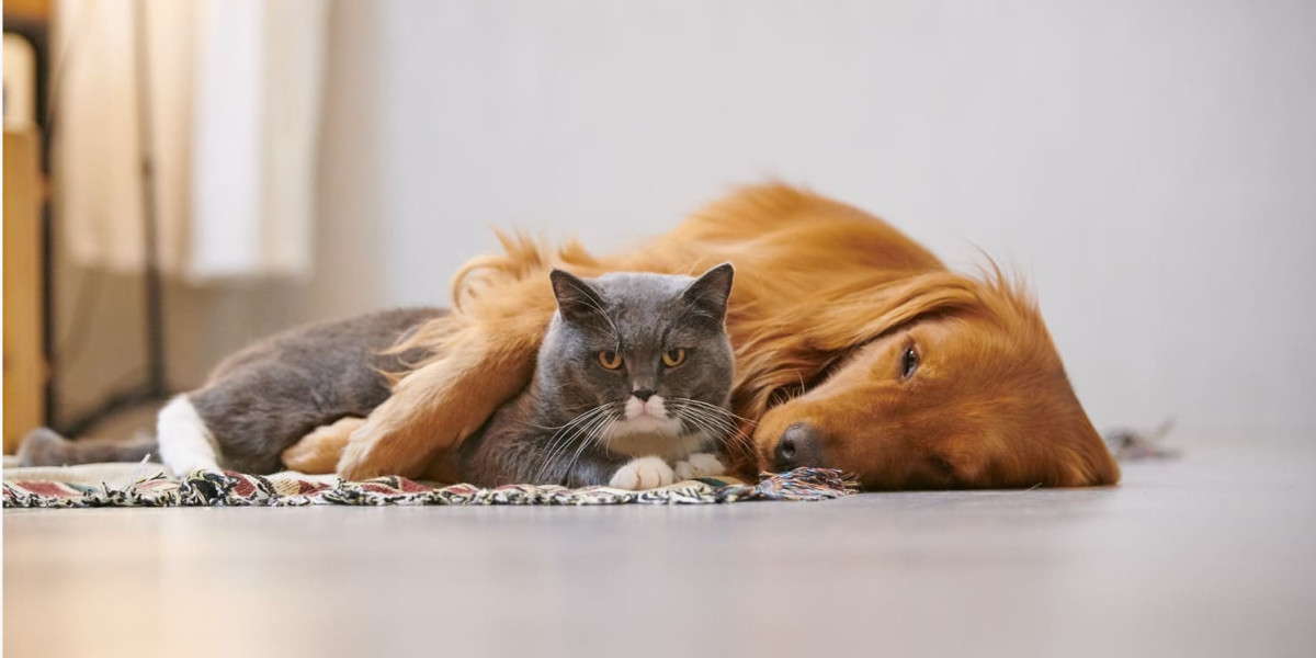 Entre amour des animaux et soins : accompagner la santé de nos compagnons avec justesse