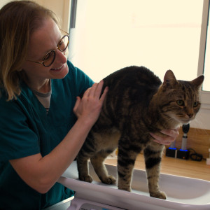 Chat en surpoids : comment savoir s’il doit perdre du poids ?