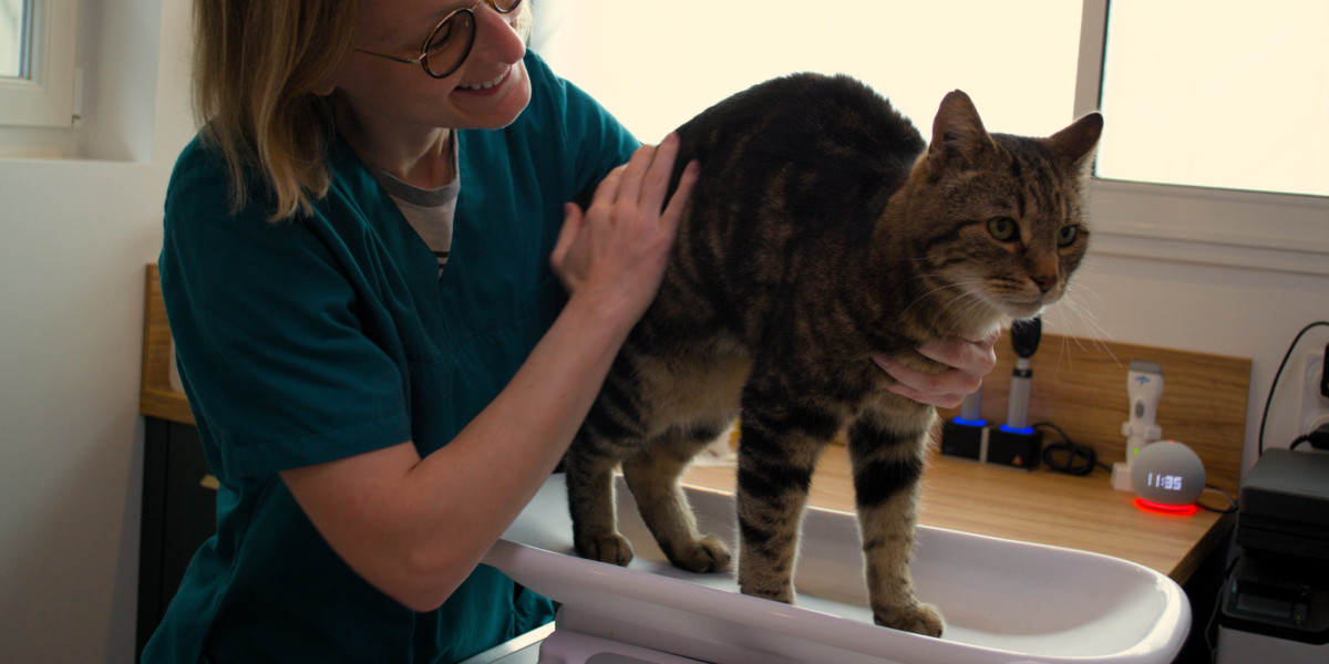 Chat en surpoids : comment savoir s’il doit perdre du poids ?