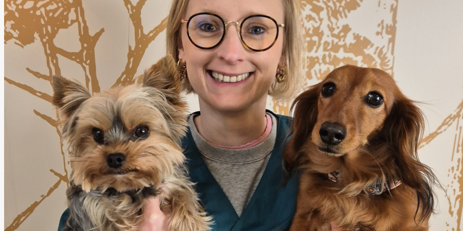 Brûlure des coussinets du chien : attention au bitume chaud cet été