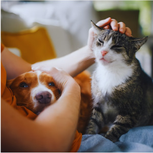 Pourquoi la santé animale se construit-elle au quotidien ?