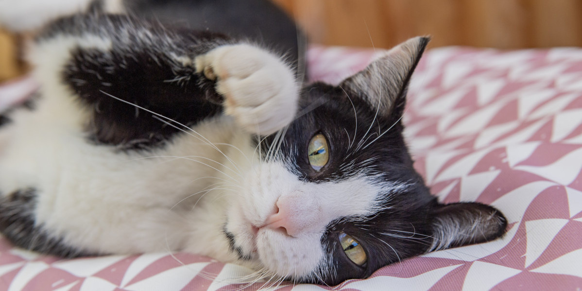 Arthrose chez le chat : les signes invisibles à détecter rapidement