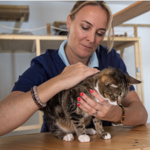 Diagnostic vétérinaire pour chien et chat : comprendre chaque étape pour protéger votre compagnon