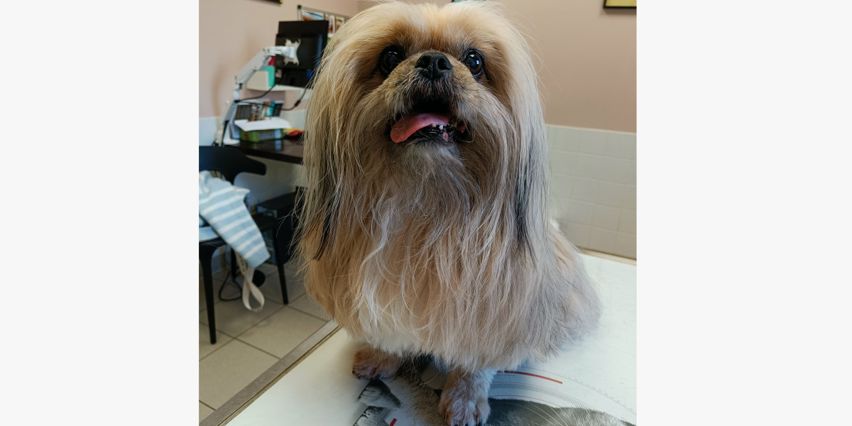 L’hypercorticisme chez le chien: quand les hormones s'emballent
