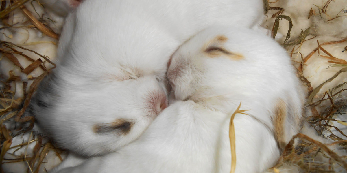 La phéromone apaisante du lapin