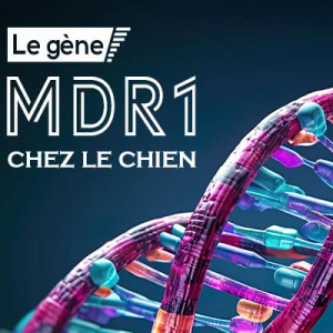 La Mutation MDR1 chez le Chien