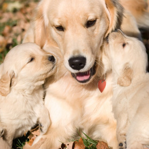 La saillie, la gestation et la mise bas chez le chienne. Quelques recommandations !