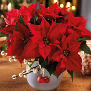 Intoxication : La POINSETTIA ou "ROSE DE NOEL"