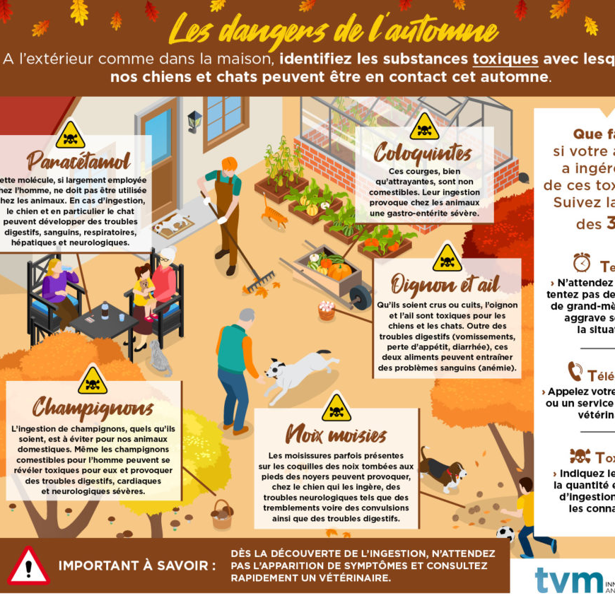 LES DANGERS DE L'AUTOMNE