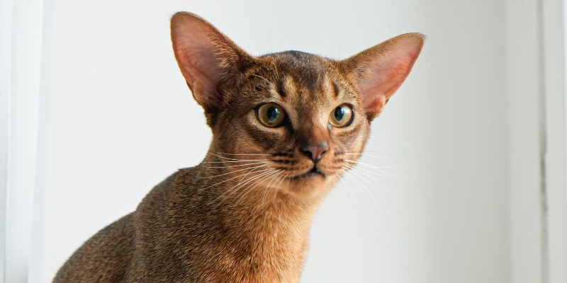 Dois je nettoyer les oreilles de mon chat ?