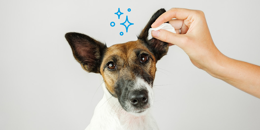Comment nettoyer les oreilles de mon chien