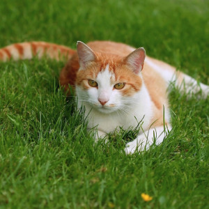 La vaccination chez le chat
