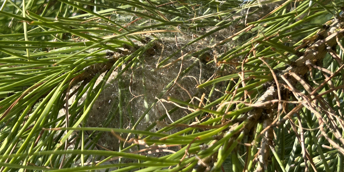 Les chenilles processionnaires et leur danger