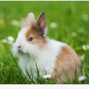 La vaccination chez le lapin