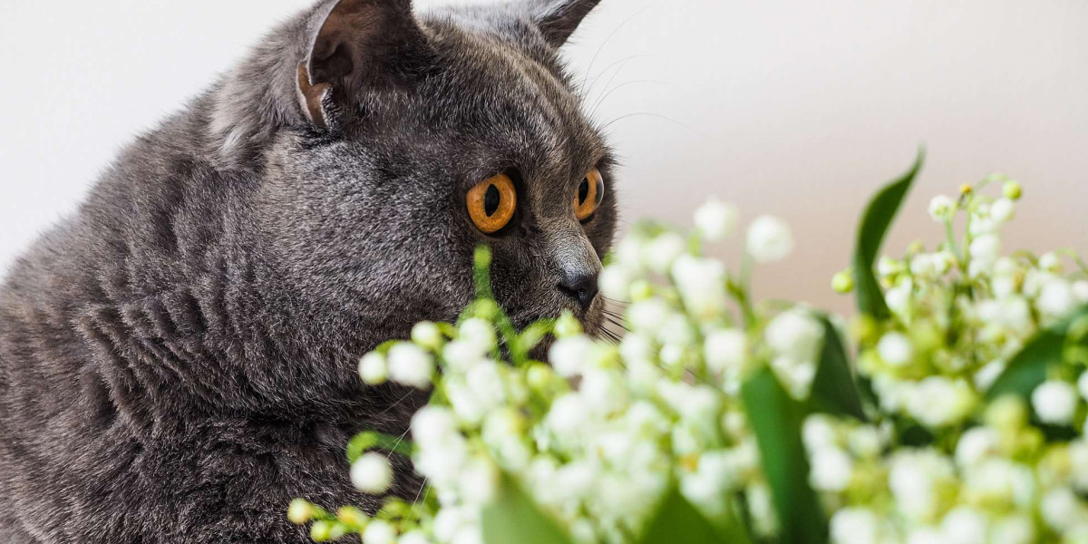 Les dangers du Muguet