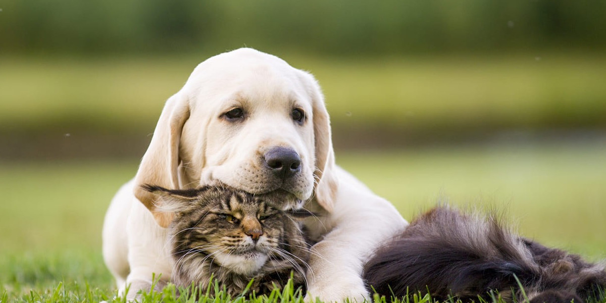 La prise en charge des cancers chez l'animal de compagnie