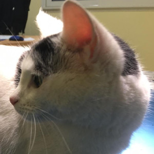 LE CORYZA DU CHAT EN RECRUDESCENCE!
