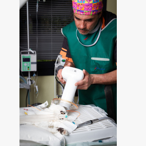 Consultations et soins avancés en dentisterie vétérinaire