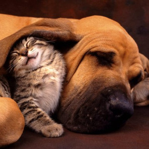 S'entendre comme chien et chat