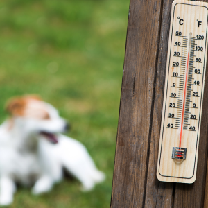 ALERTE CANICULE : LES BONS GESTES
