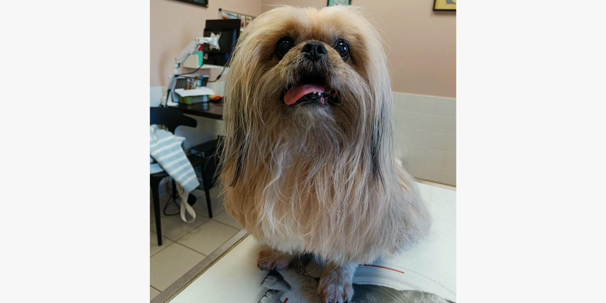 L’hypercorticisme chez le chien: quand les hormones s'emballent