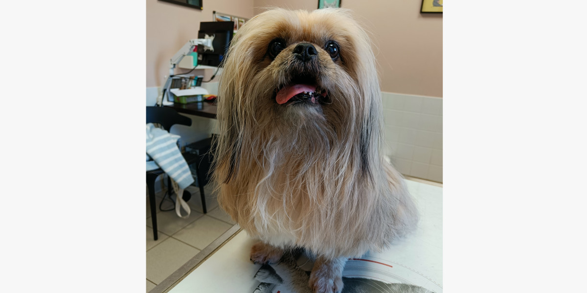 L’hypercorticisme chez le chien: quand les hormones s'emballent