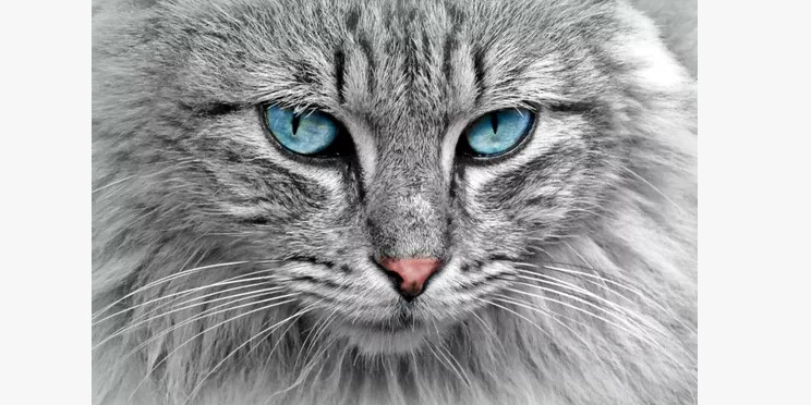 Le coryza du chat