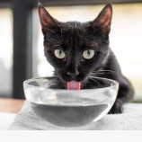 Les animaux de compagnie et la canicule