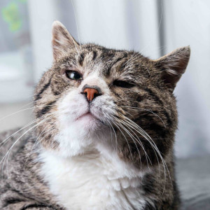 L'insuffisance rénale chez le chat