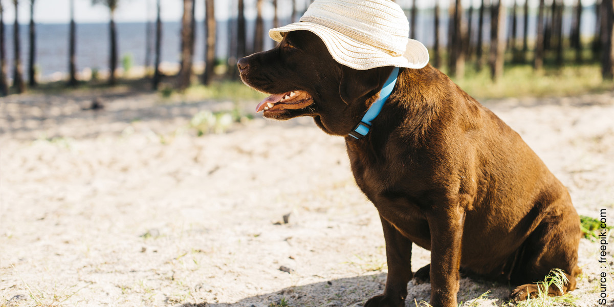 Les animaux de compagnie et la canicule