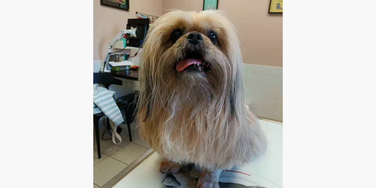 L’hypercorticisme chez le chien: quand les hormones s'emballent