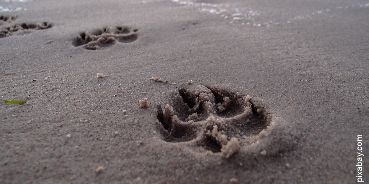 Amener son chien à la plage en toute sérénité !