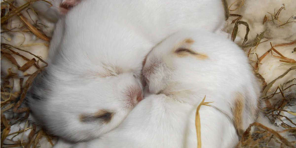 La phéromone apaisante du lapin