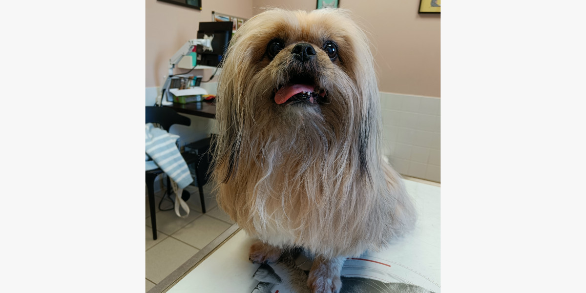 L’hypercorticisme chez le chien: quand les hormones s'emballent