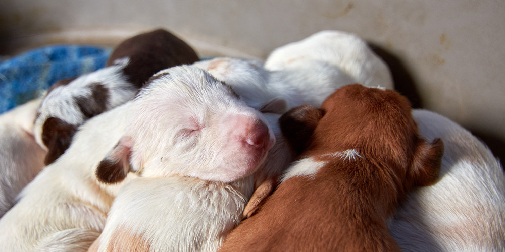 Reproduction et stérilisation des chiens et chats. Au printemps, attention aux portées non désirées …