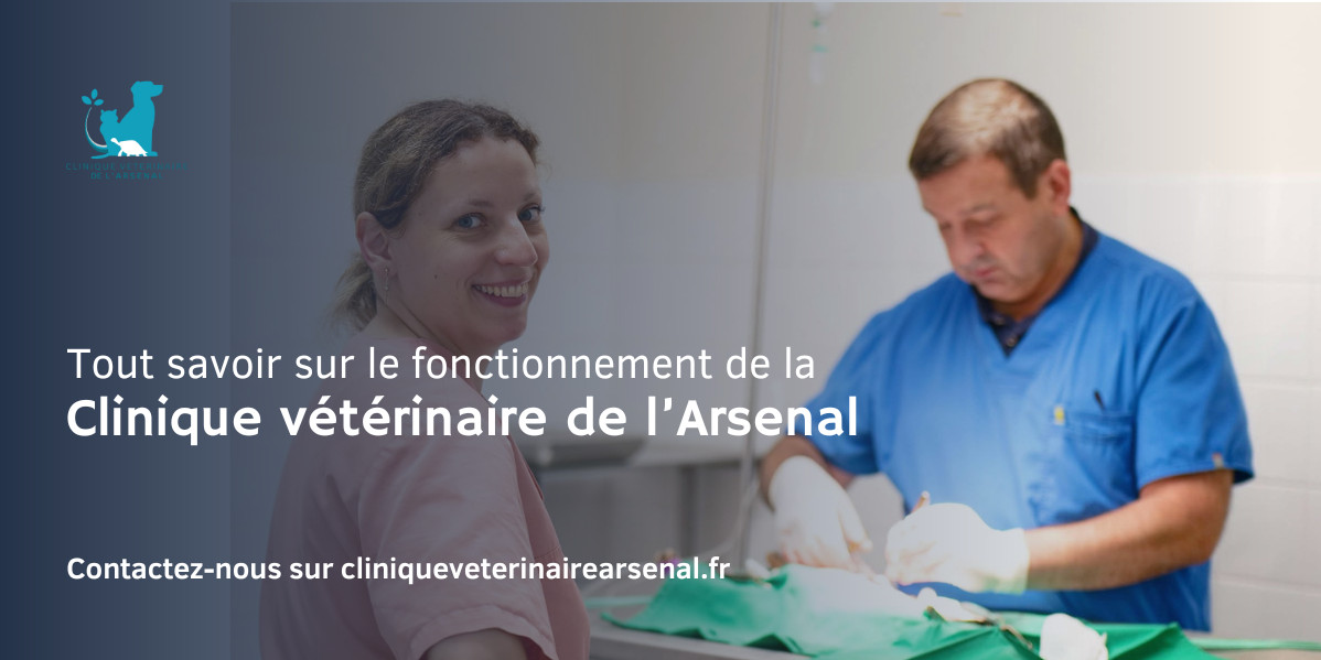 Tout savoir sur le fonctionnement de la Clinique Vétérinaire de l’Arsenal à Rennes
