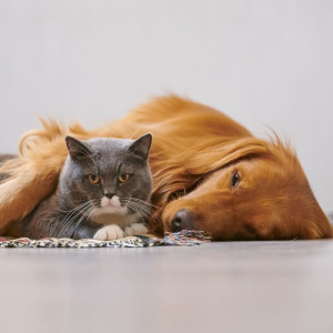 LE BILAN DE SANTE DU CHIEN ET DU CHAT