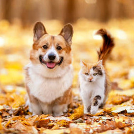 UN AUTOMNE TOUT EN DOUCEUR POUR NOS COMPAGNONS