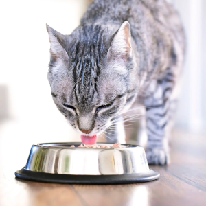 Alimentation et calculs urinaires chez le chat