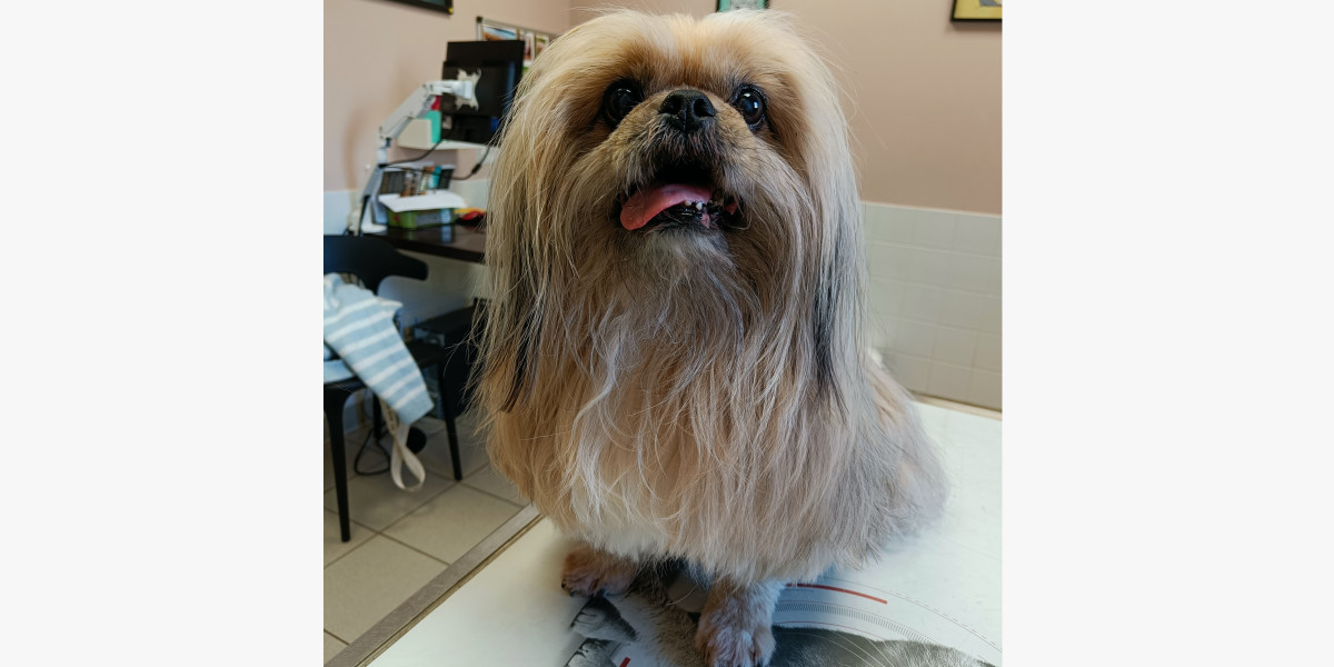 L’hypercorticisme chez le chien: quand les hormones s'emballent